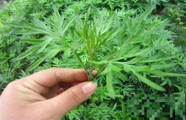 一棵菊花开出十个色，究竟是怎么做到的？原来是它起了大作用！