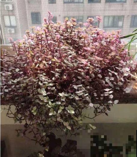比绿萝好看的花，掐个枝3天就生根，越养越上瘾！