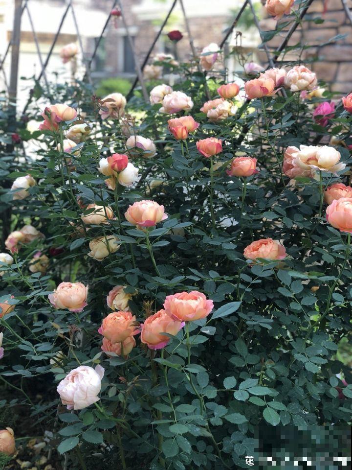 不同季节种不一样的花，这样的院子，才是我心中的世外桃源！