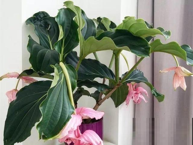 最让人心动的网红花，客厅摆盆它，一开就是3个月！