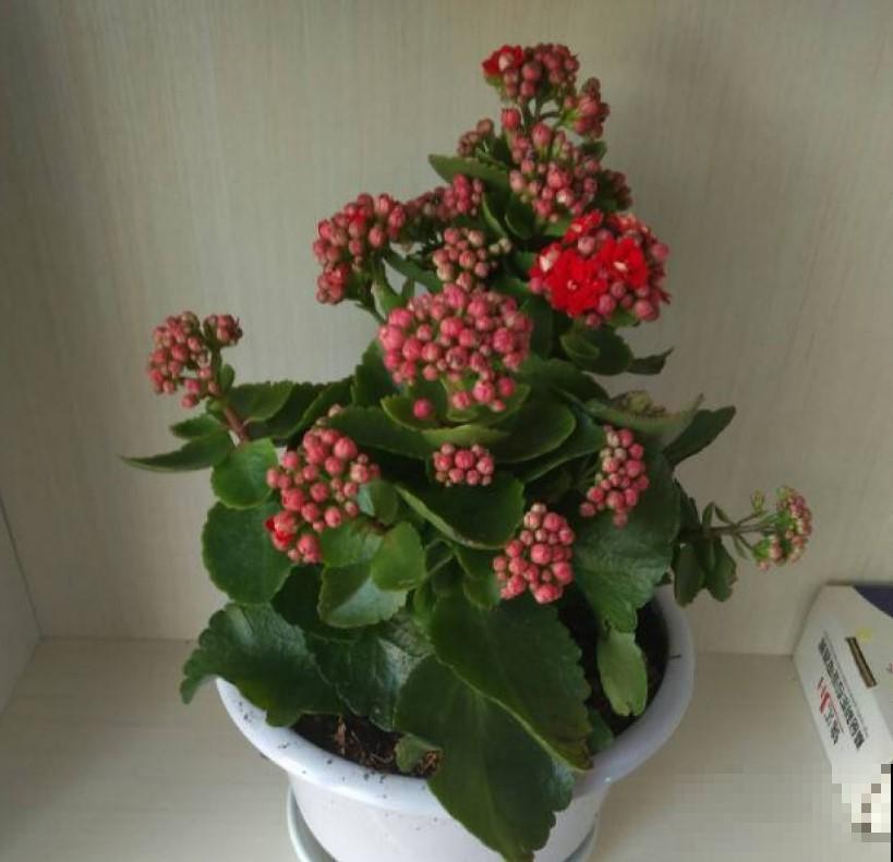 3种大型花，养在室内，漂亮又好看！
