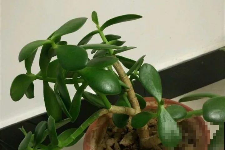 30种花冬天浇水技巧，根不烂，来年春天猛蹿新叶！