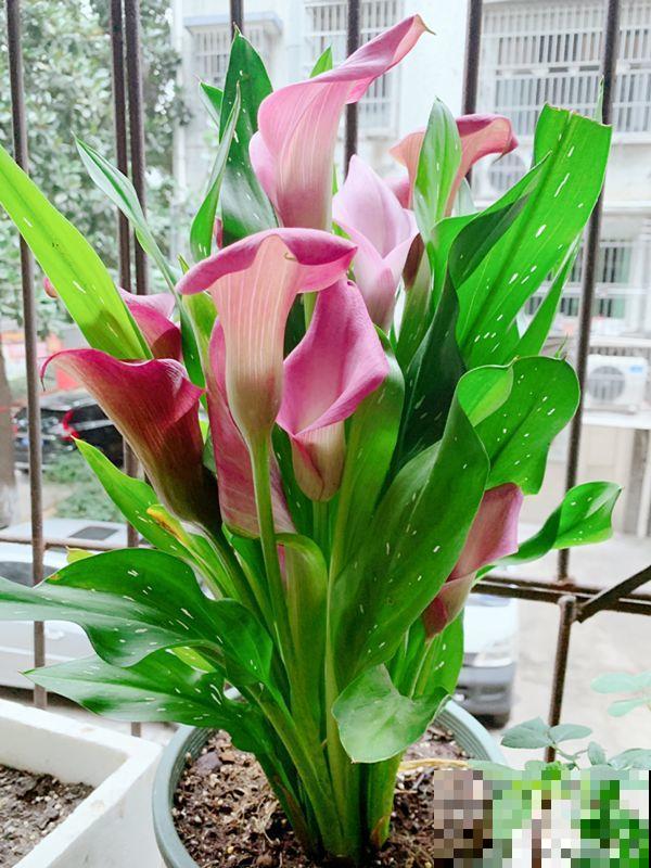 这花特皮实，少浇水、多晒太阳，开花2个月不歇气！