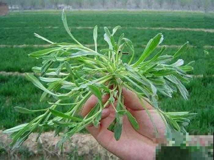 冬天能挖野菜？这种面条菜冬天生长春天吃，现在挖回家正是时候