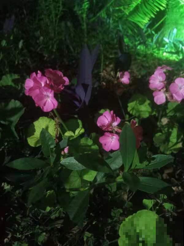 这花听起来像食物，其实不能吃，开出的花好惊艳