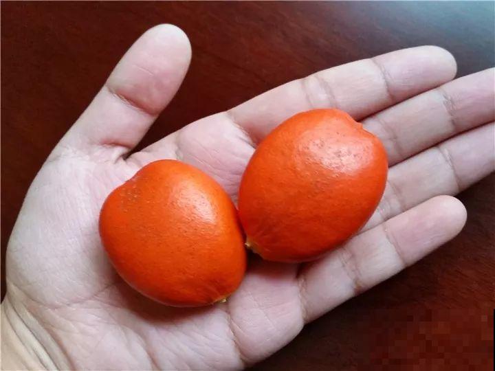 这15种花，别乱碰、别乱吃，家里能不养就不养！