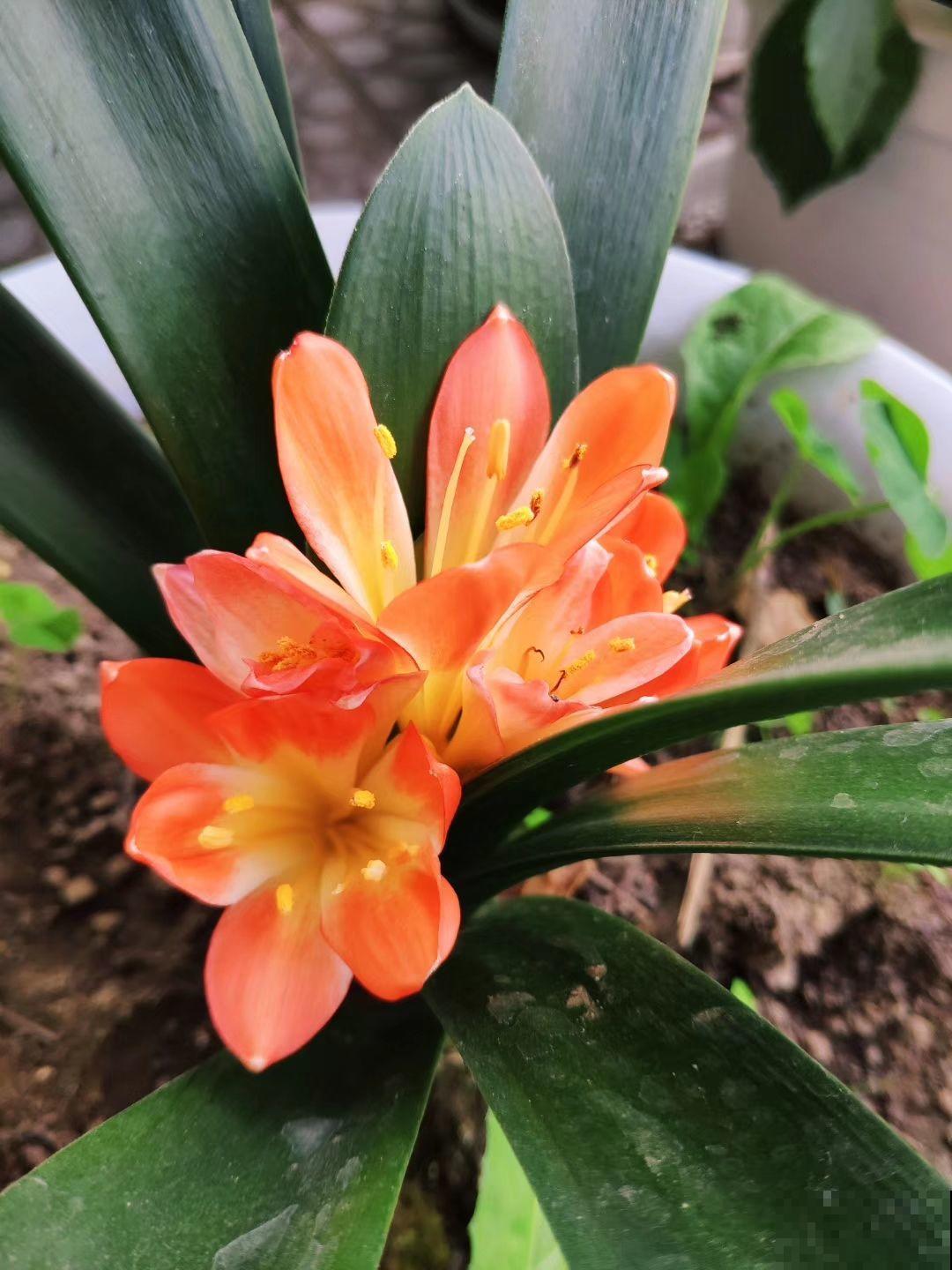 这2个季节要注意，给予充足的直射光，君子兰长得好