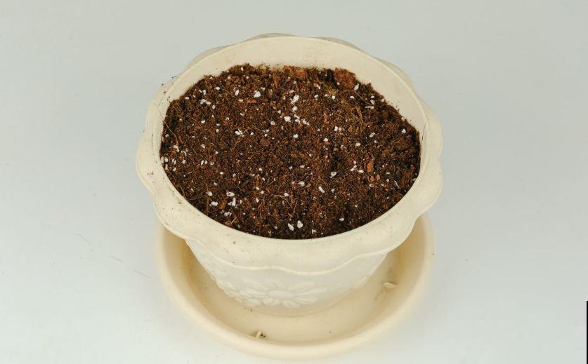 橡皮树冬季咋养？加点豆水，叶片绿油油！