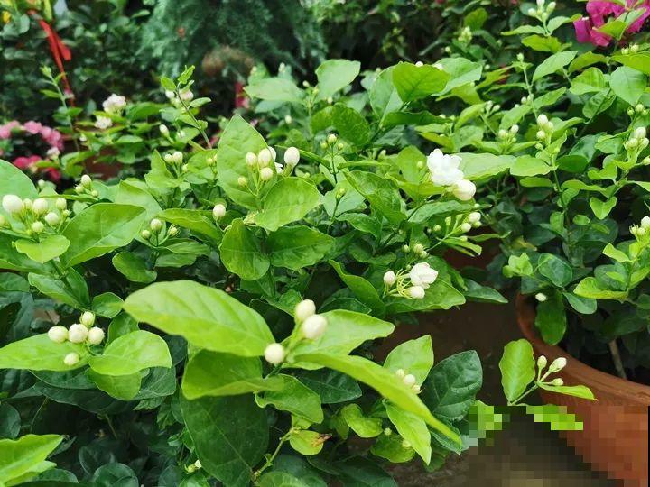 11月逛花市，这10种花还是别买了，养不活浪费钱！
