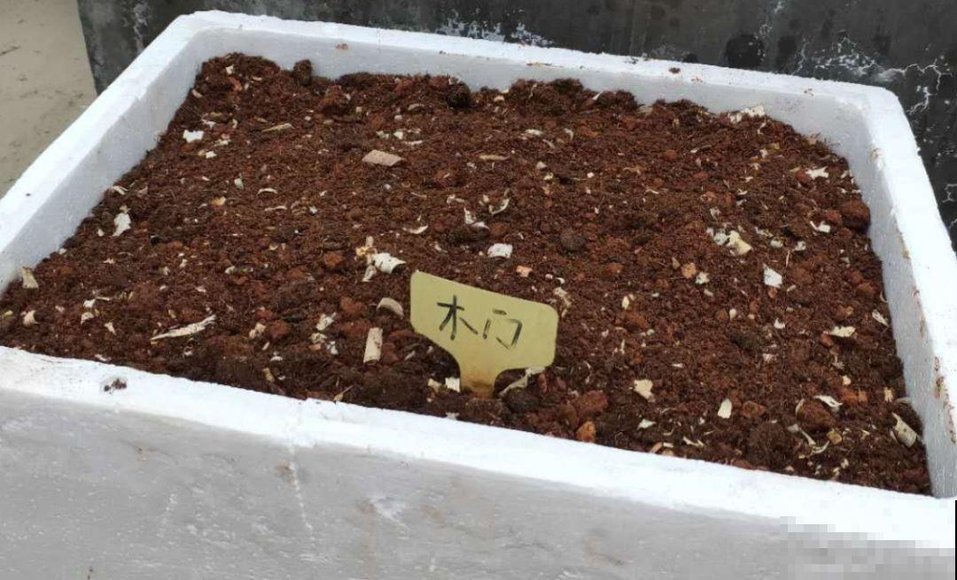 这花开败后，别着急剪叶子，小心明年不开花！