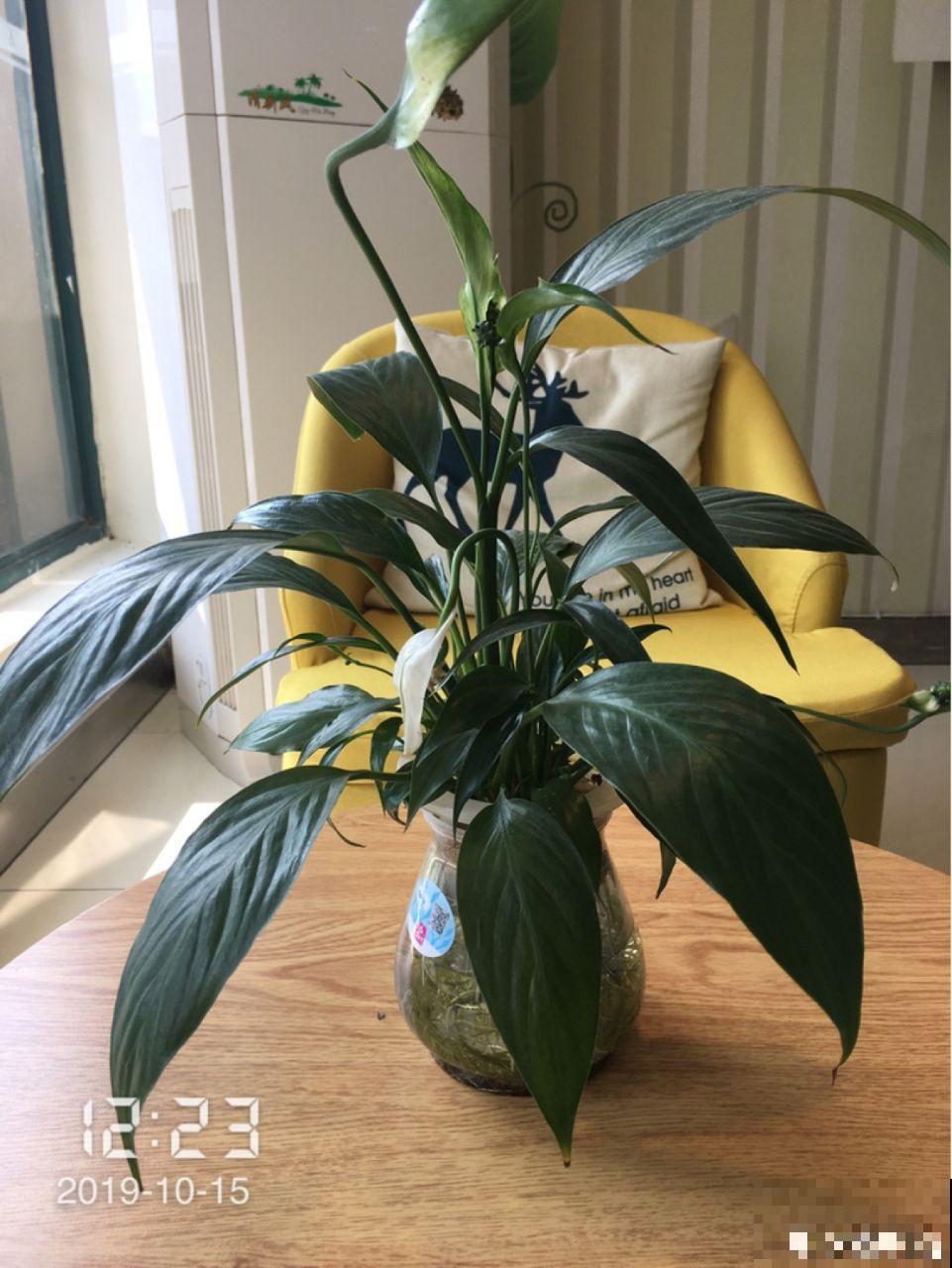 这5种花堪称加湿神器，耐阴又好养，冬天也能呼呼长个！