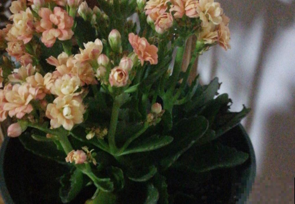 阳台来盆长寿花，花苞不断往外冒，今年过年就选他！
