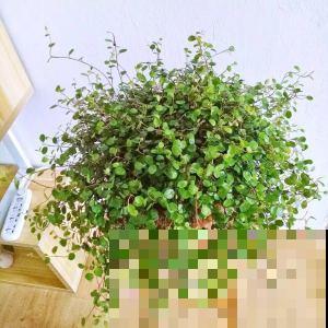 趁流行赶紧入手婚纱吊兰，养在家里，邻居看了都羡慕！