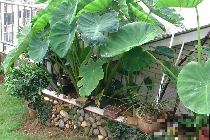 这花长得2米高，拎出来一看，结出30个小芋头！