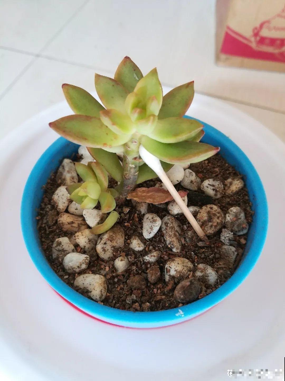 这花是个老酒鬼，灌点酒喷一喷，虫子死翘翘，叶子蹭蹭长！