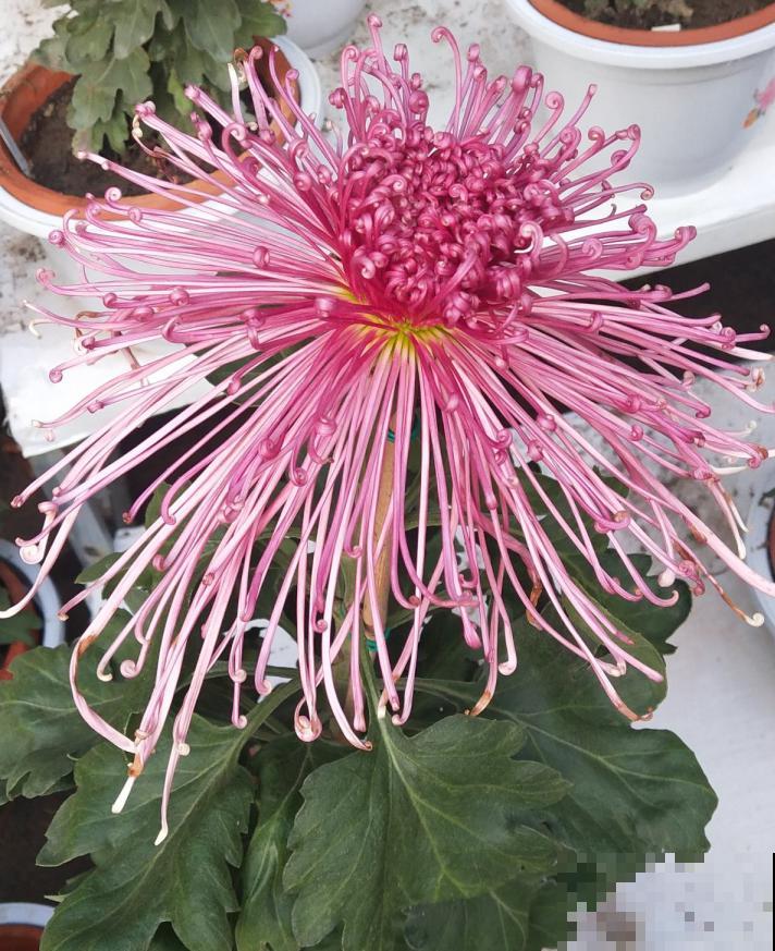 秋天菊花最耀眼，白里透粉，完全就是小仙女！