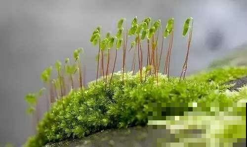 难怪农民伯伯喜欢在家种苔藓植物，提供氧气不说，还能净化空气
