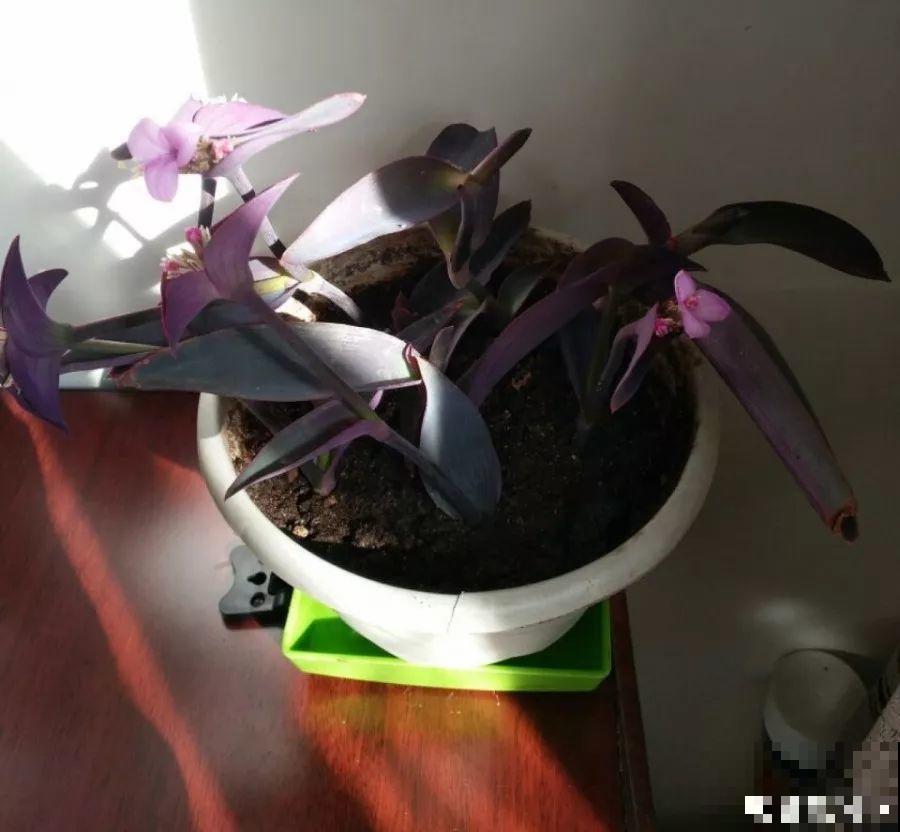 这花比绿萝好养，掐个枝栽哪都生根，随便养长一大片！