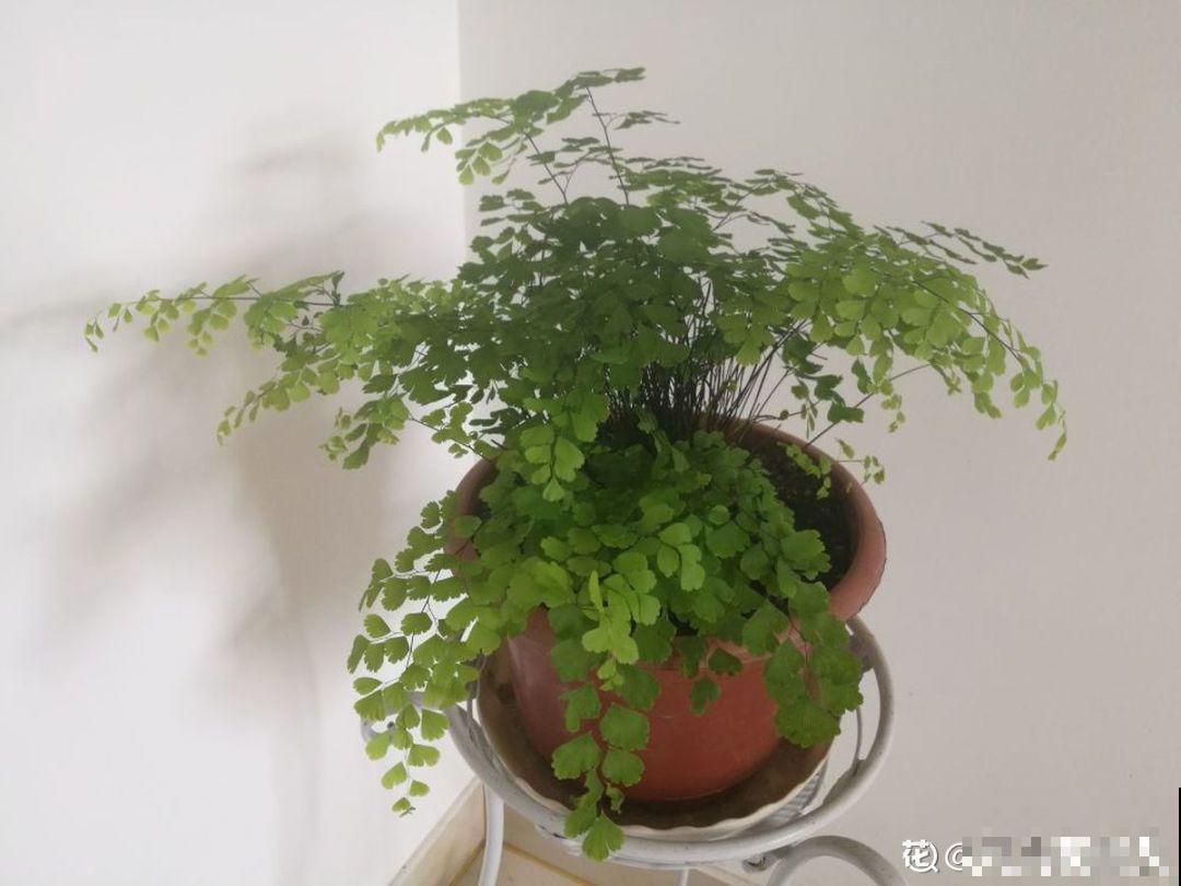 这5种花堪称加湿神器，耐阴又好养，冬天也能呼呼长个！