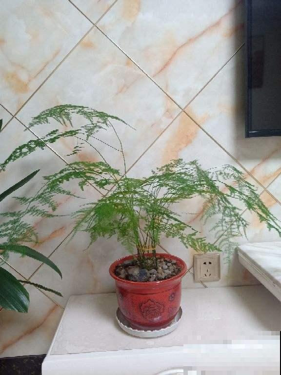 这花文雅高洁，叶子黄了太影响颜值了，这样解决