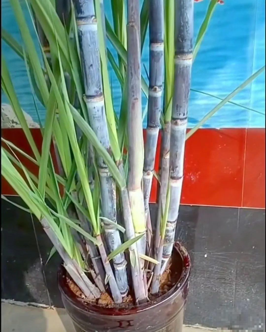 甘蔗棒子插土里，7天冒芽，来年窜到房顶高，吃不完！