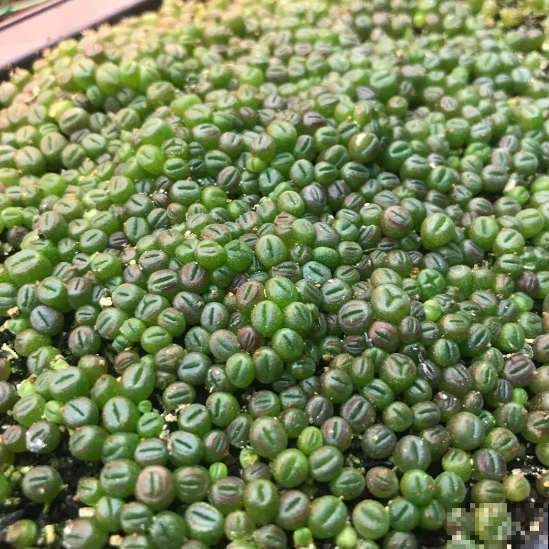 这8种花，养养就成巨无霸，3个大汉都搬不动！