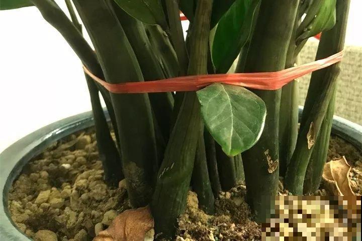 30种花冬天浇水技巧，根不烂，来年春天猛蹿新叶！