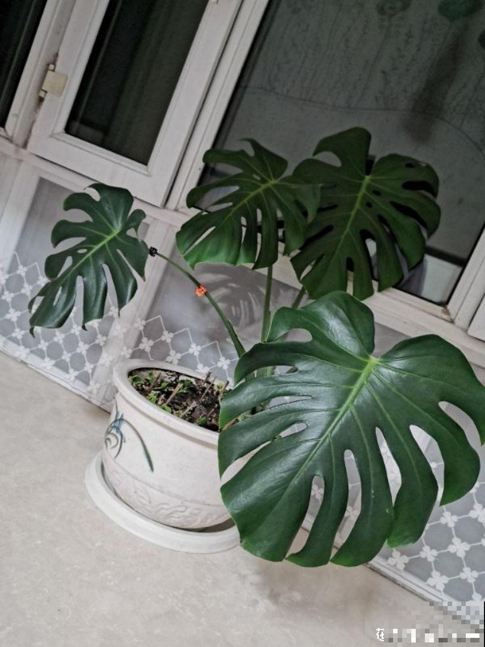 6种有气质的花，摆在哪里都是焦点，邻居全都跑来看！