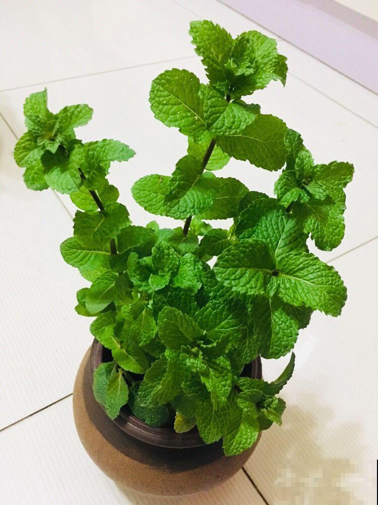 我们常说的薄荷不止一个品种，有的对身体有害，快进来学学