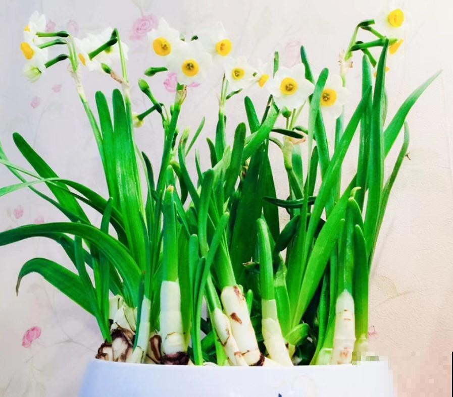 原来水仙花还能这样玩，养一个月，叶子就能长老高！