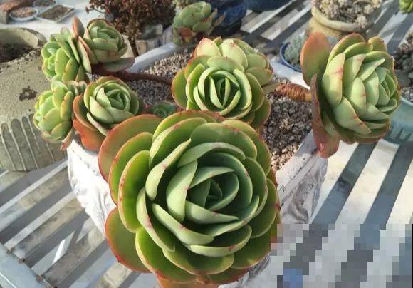 爱上多肉8年，她付出了所有，数量多到可以摆满整个天台！