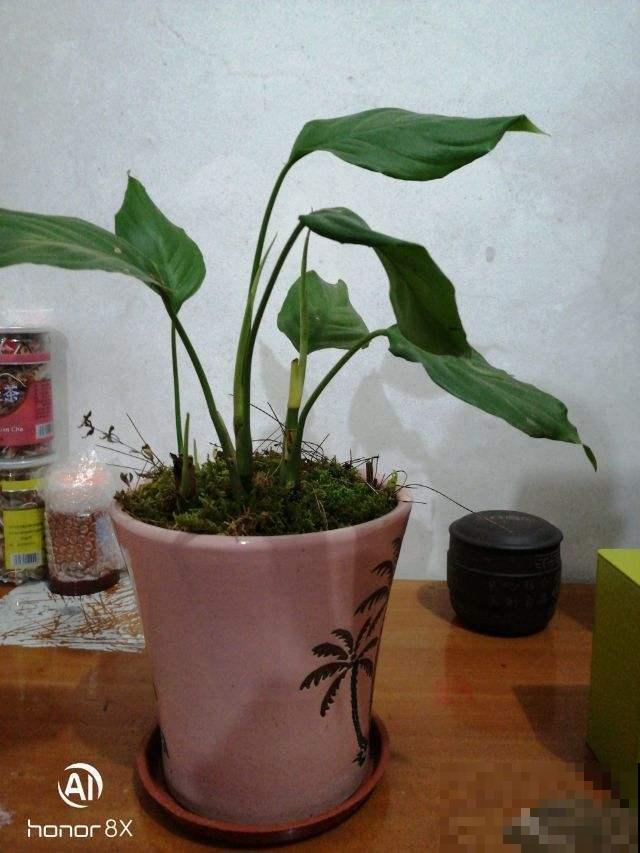 家有万年青，散射光养护，常年翠绿果实饱满