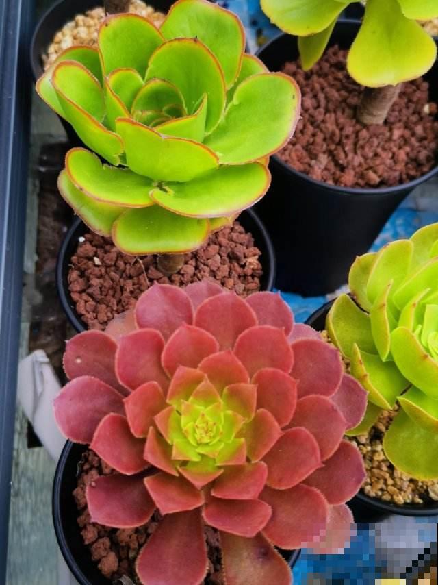 北方花友永远不懂的爽，就是在昆明拥有多肉阳台，馋得人直流口水
