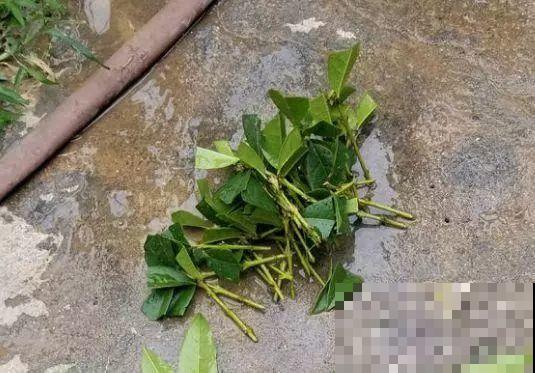 3种花，就得趁现在扦插，再晚就不生根了！