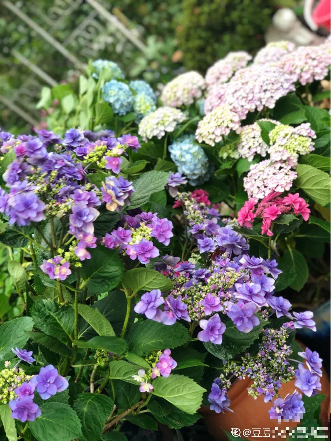 不同季节种不一样的花，这样的院子，才是我心中的世外桃源！