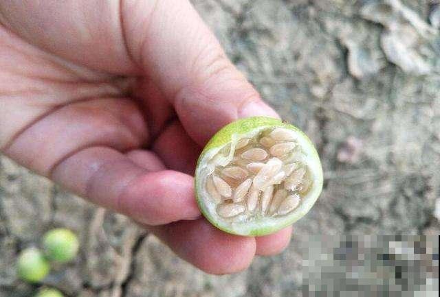 你吃过这种小圆瓜吗，野外满地都是，很多人小时候都吃过！