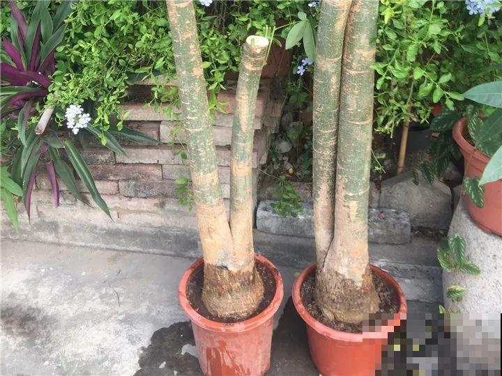 这么贵的花，扔路上随便捡，后悔没带个大麻袋！
