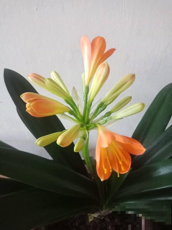 这2个季节要注意，给予充足的直射光，君子兰长得好