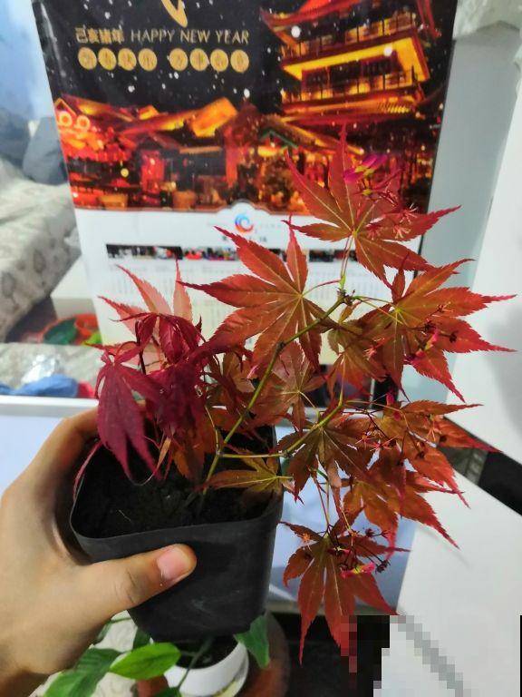 野山坡折根枫树枝，回家随手插盆里，几天变身优美盆景！