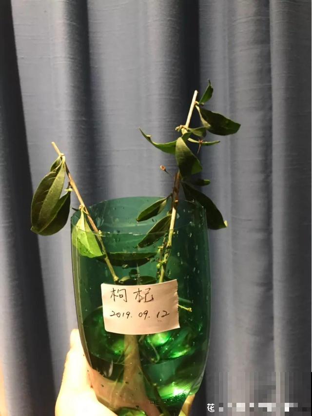 超市买一把枸杞，种盆里变盆栽，10天冒芽，明年就能有果子摘！
