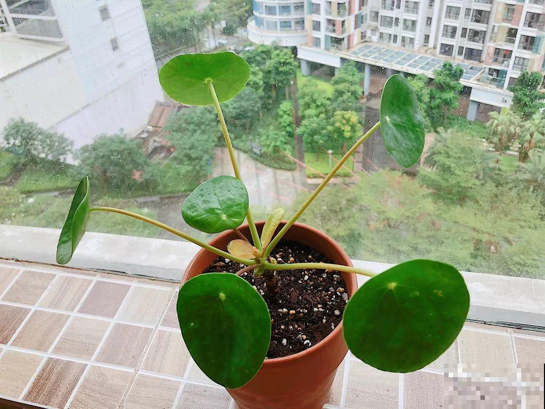 20种耐阴花，比绿萝好养，摆客厅名贵又有范儿！