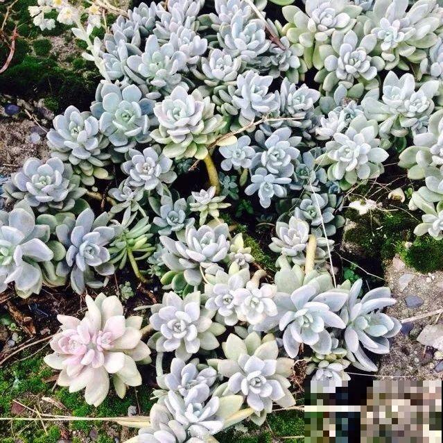 这花一定要慎养，到家就疯长，半年就想扔了！