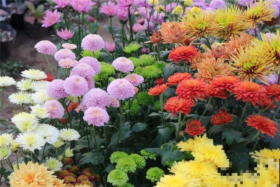 秋天最美、最耐寒的花，开花遍地金黄，看一眼就挪不动地！