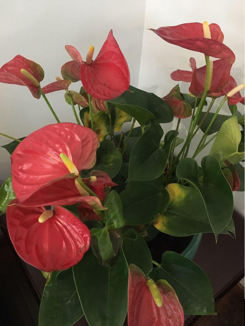 这花在北方格外难伺候，往土里加这个，开花容易不黄叶
