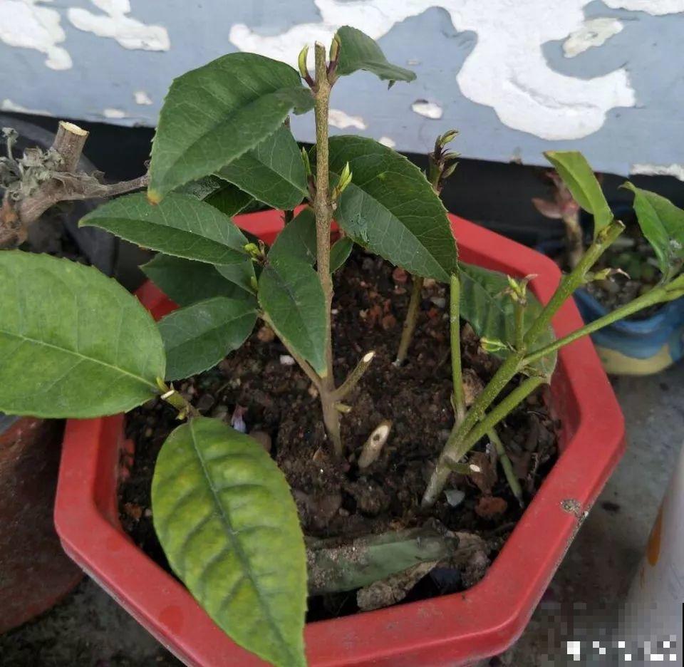 4种花太贵别买了，掐个枝就能活，能省不少买花钱！