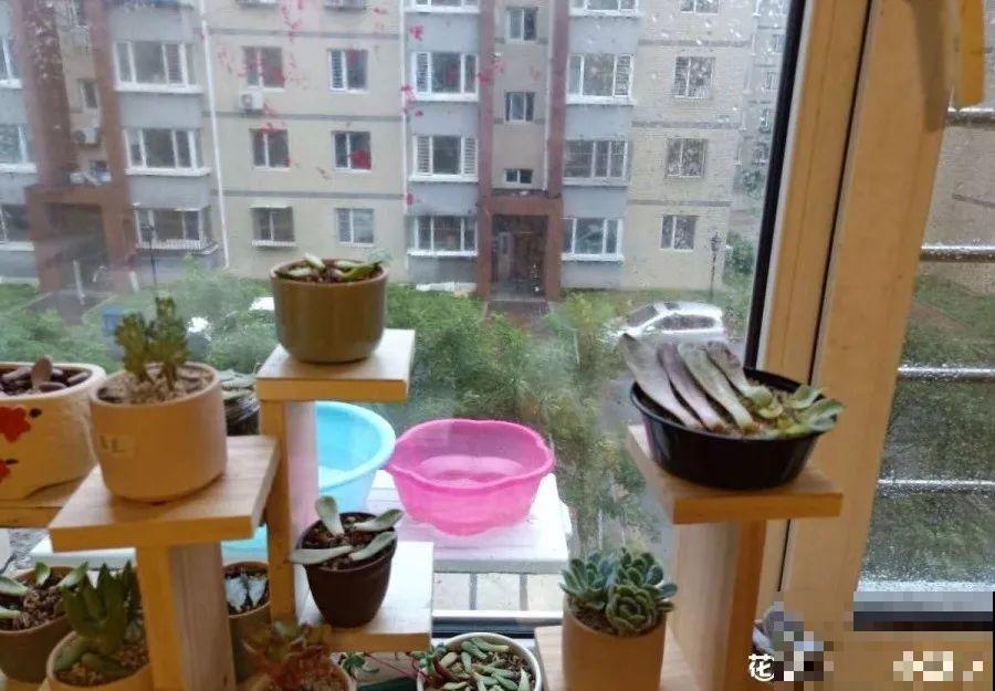 秋天给花浇水，记住3句话，安全过冬不烂根！