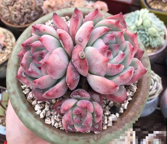 爱上多肉8年，她付出了所有，数量多到可以摆满整个天台！