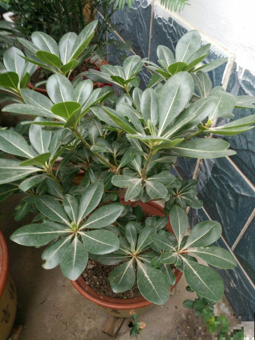这花太香了，香味都飘到邻居家了，再也不用喷香水