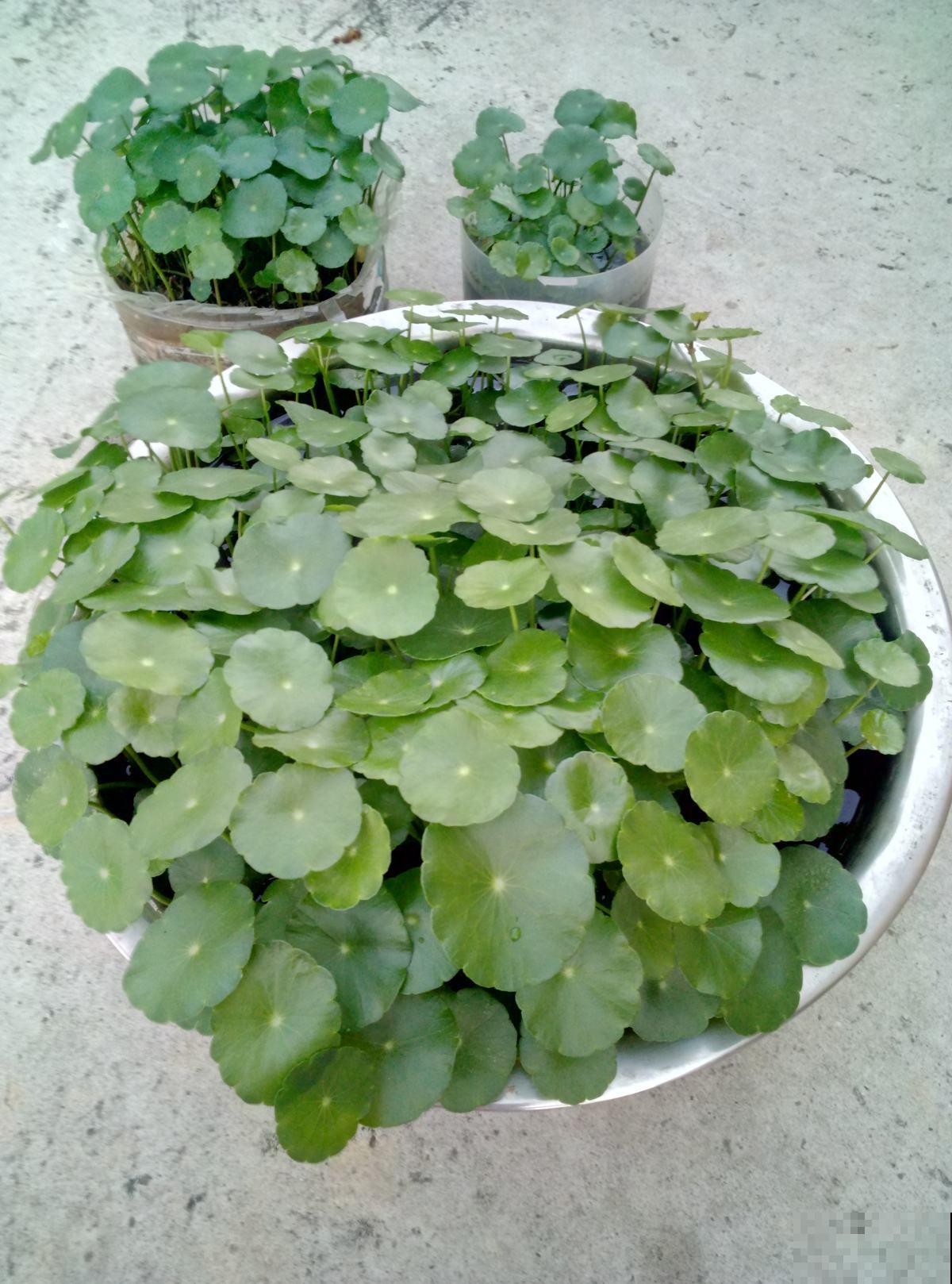 这花叶子圆溜溜，别看长得小巧，还能净化空气