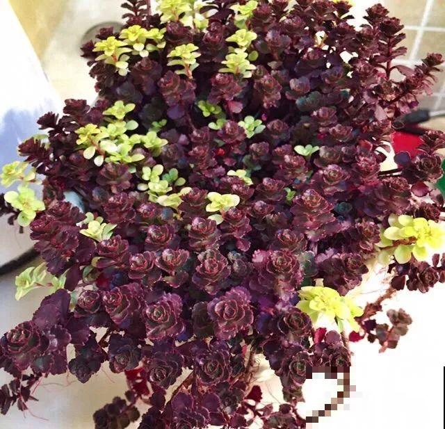 最爱爆盆的5种多肉，得用大脸盆养，2个月长得密密麻麻塞不下！